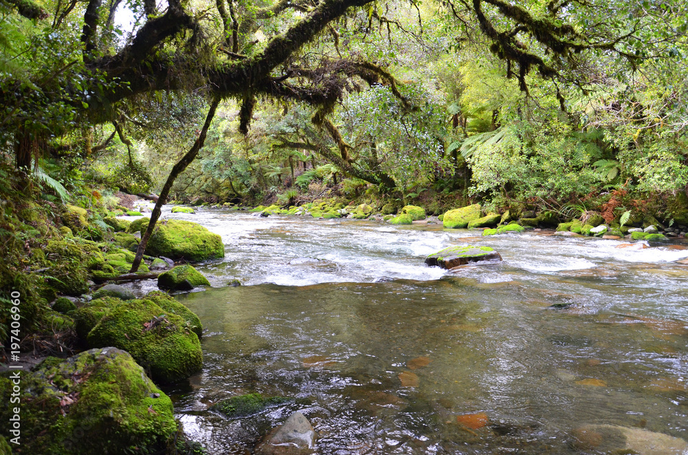 River in a New Zealand forest River in a New Zealand forest