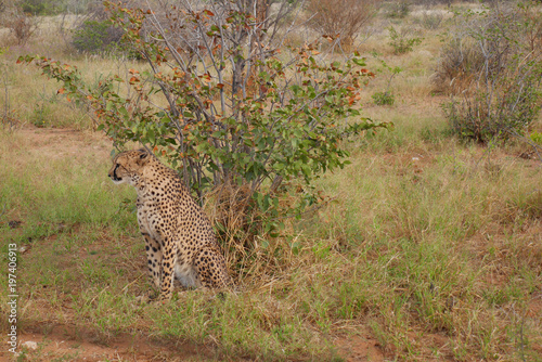 Beautiful cheetah.  Botswana  Africa.