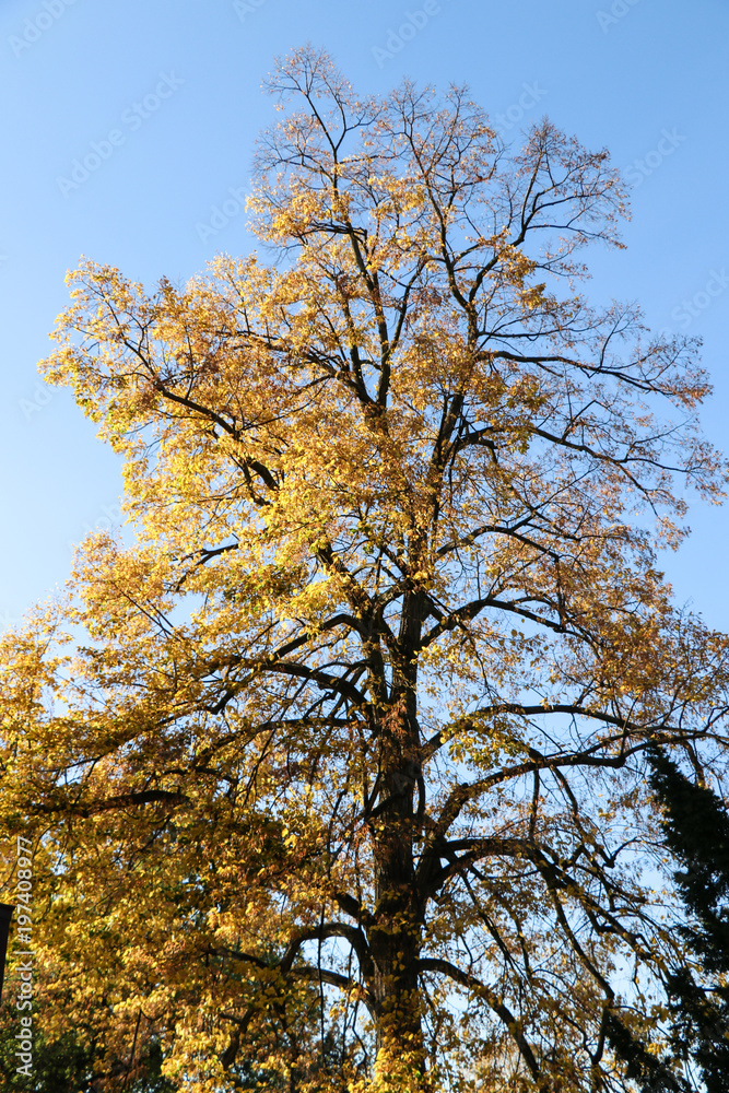 yellow leaves on a tree during autumn yellow leaves on a tree during autumn