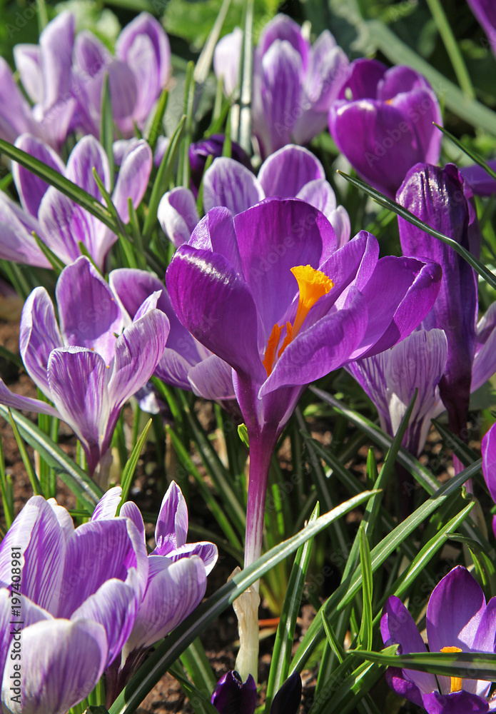 Crocus violets