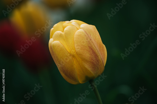 Spring meadow with single orange red tulip flower, floral natural seasonal easter background with copy space
