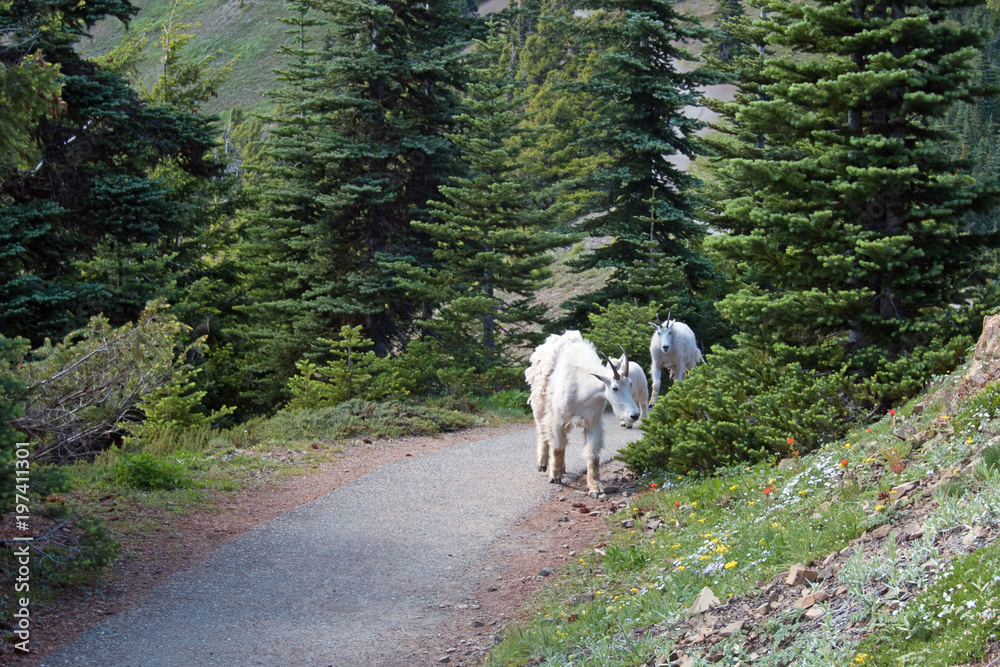Small herd of Mountain Goats on walking trail leading to Hurricane Ridge in Olympic National Park in Washington state United States Small herd of Mountain Goats on walking trail leading to Hurricane Ridge in Olympic National Park in Washington state United States