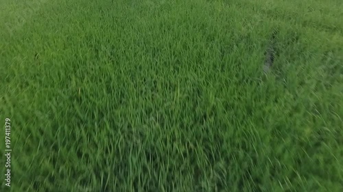 Green grass and field nature ,  with blue sky