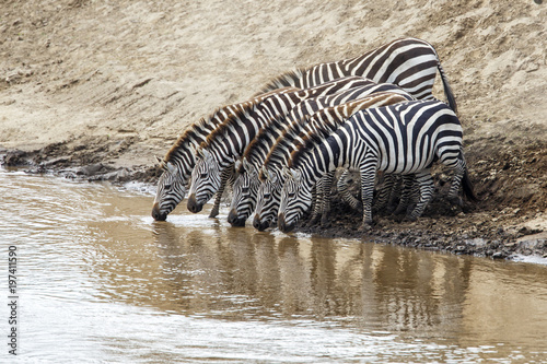 zebra drinking iin the Mara River n the migration season in the Masai Mara National Park in Kenya