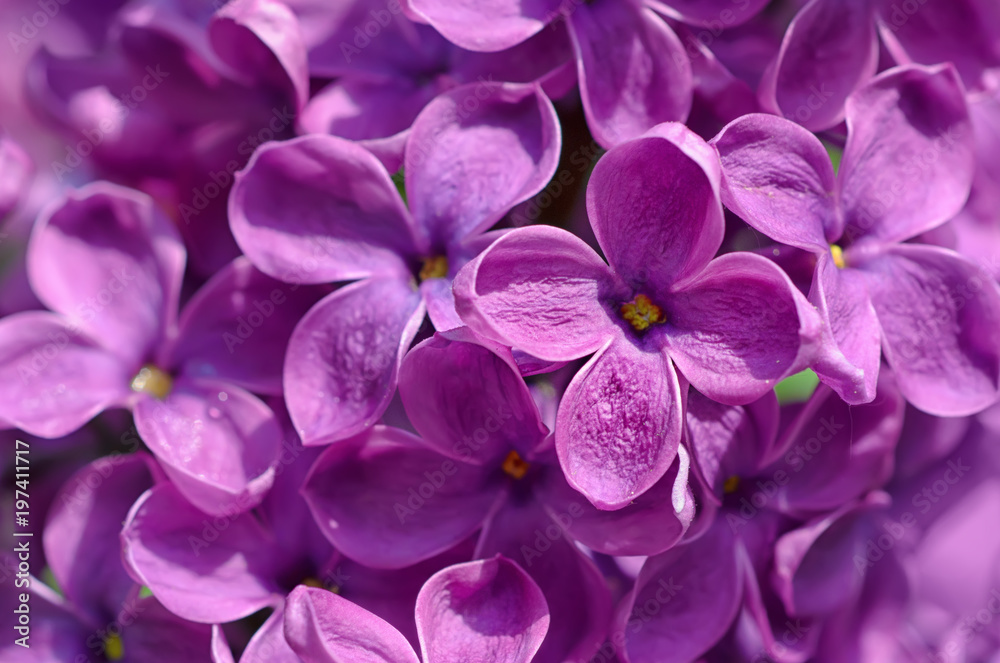 Macro image of spring soft violet lilac flowers, natural seasonal floral background. Can be used as holiday card with copy space. Macro image of spring soft violet lilac flowers, natural seasonal floral background. Can be used as holiday card with copy space.