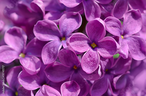 Macro image of spring soft violet lilac flowers  natural seasonal floral background. Can be used as holiday card with copy space.