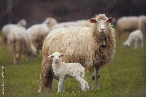 Pecora e agnello ,mamma e figlio © mallorca78