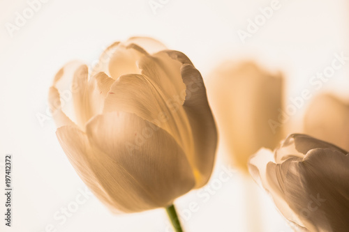 White tulip flower on white background, macro photo, vintage toned