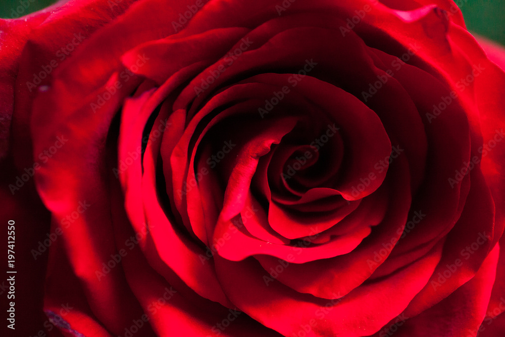 Macro photo of red rose. Closeup rose Macro photo of red rose. Closeup rose