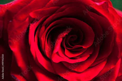 Macro photo of red rose. Closeup rose