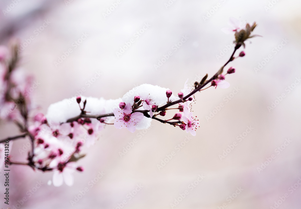Obraz premium Fruit tree blossom covered with snow