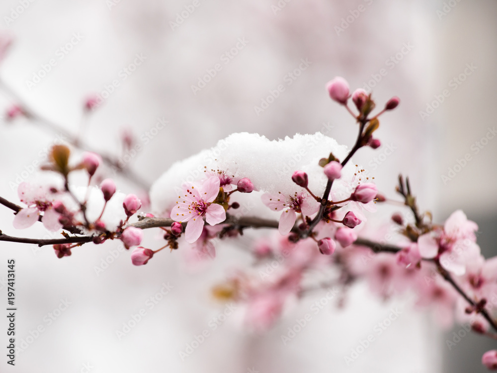 Naklejka premium Kwiat drzewa owocowe pokryte śniegiem