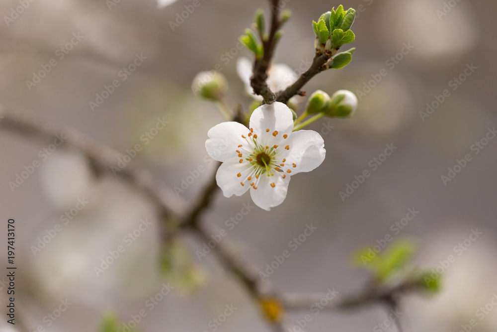 flower white damson details macro flower white damson details macro