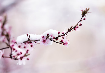 Fruit tree blossom covered with snow