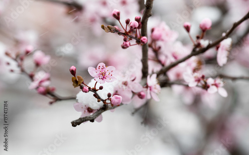 Fruit tree blossom covered with snow