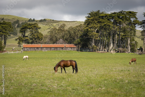 Pastoral scene Northern California