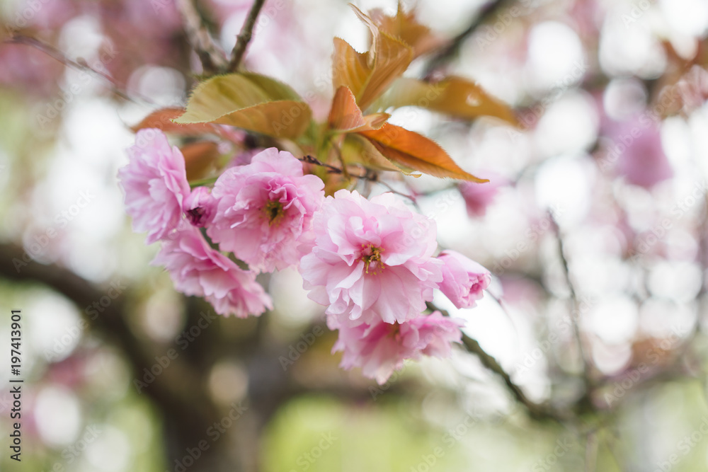 japanese cherry blossoms in full bloom japanese cherry blossoms in full bloom