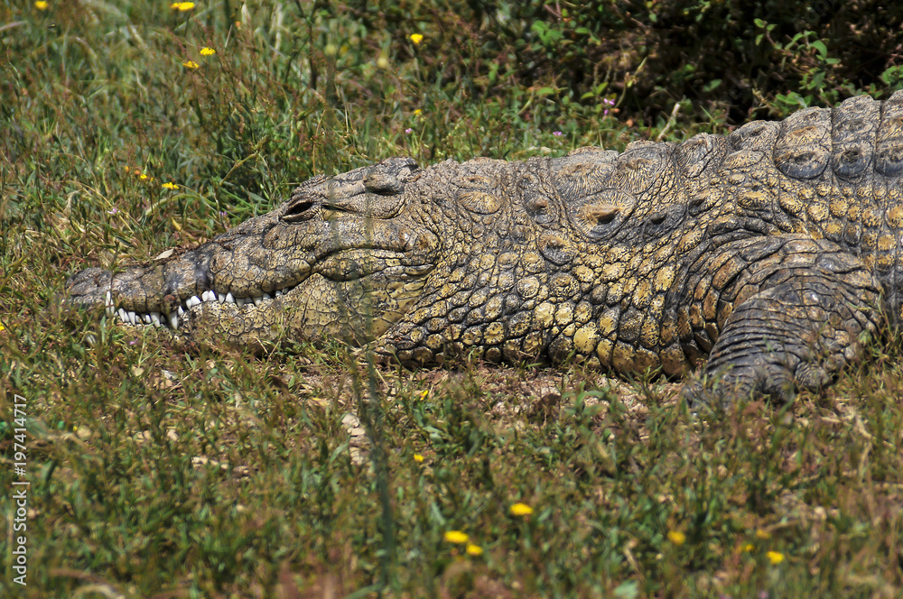 Fototapeta premium Crocodilo num parque natural