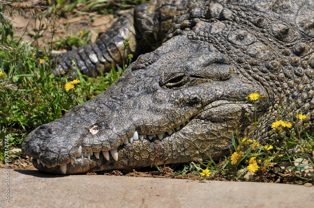 Obraz premium Crocodilo num parque natural