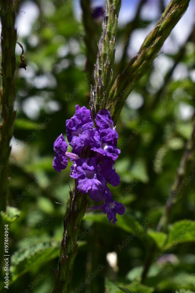 Flowers growing wild in the garden summer Flowers growing wild in the garden summer
