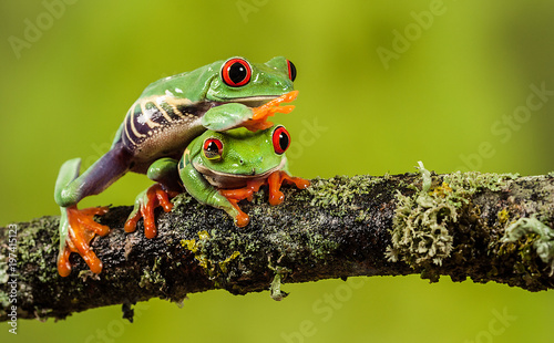 Fotografija Red eyed tree frog climbing over his friend on a branch