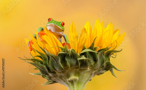 Red eyed tree frog and his sunflower leaning over photo