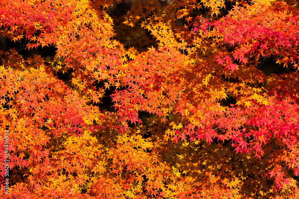 紅葉 紅葉