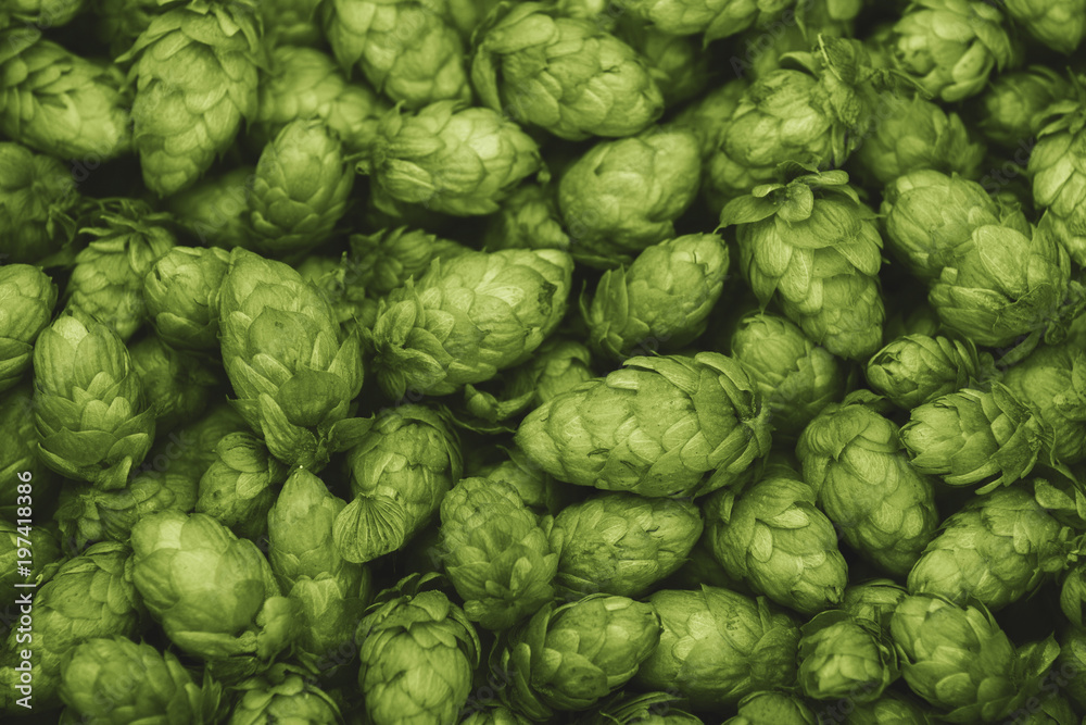 detail of hop cones, SAAZ HOPS detail of hop cones, SAAZ HOPS