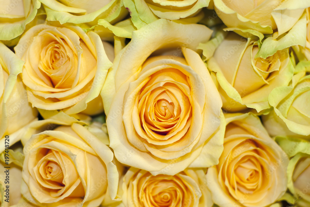 bouquet of yellow roses closeup, top view