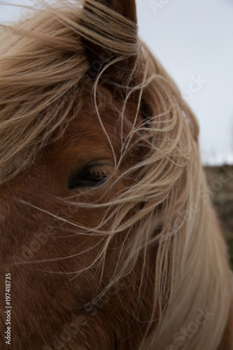 Isländisches Pony