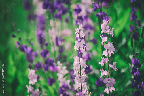 Background from tender soft violet blue beautiful flowers, floral vintage background