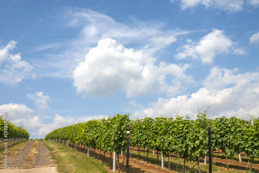 Weg zwischen Rebfeldern im Sommer