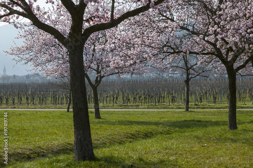 Mandelbaumblüte (Prunus dulcis) in der Pfalz