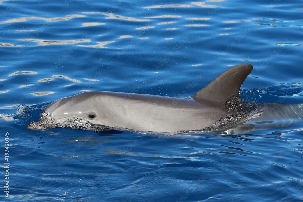 Naklejka premium delfin