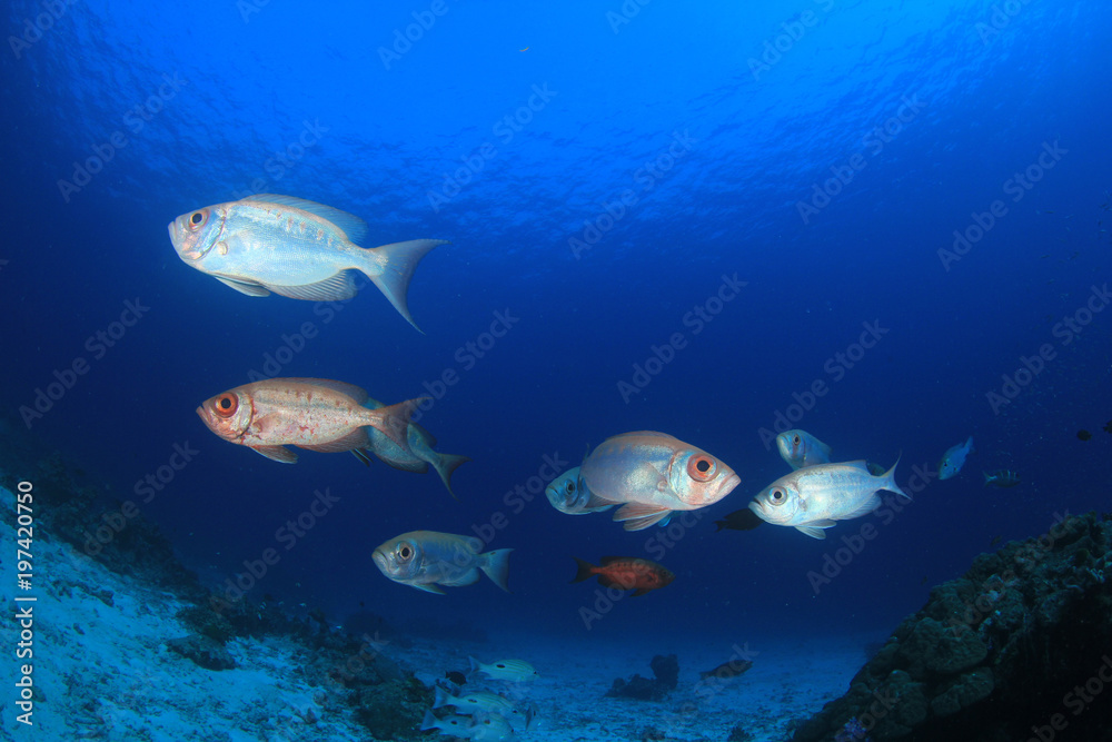 Fish underwater - Crescent-tailed Bigeyes on coral reef Fish underwater - Crescent-tailed Bigeyes on coral reef