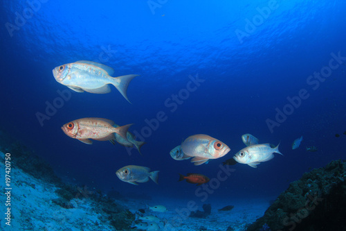 Fish underwater - Crescent-tailed Bigeyes on coral reef