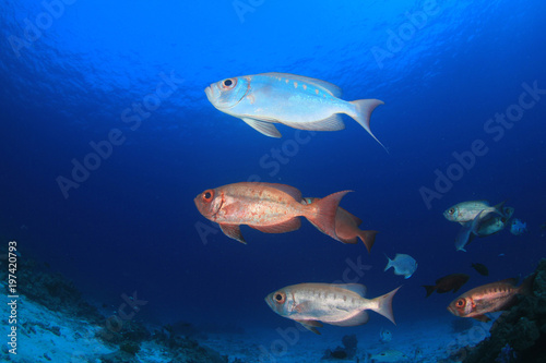 Fish underwater - Crescent-tailed Bigeyes on coral reef