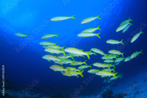 School of fish - Yellowfin Goatfish © Richard Carey