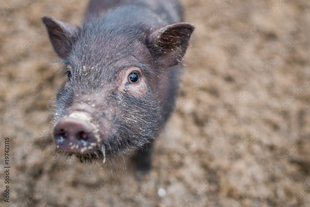 little black pig looks at the frame little black pig looks at the frame