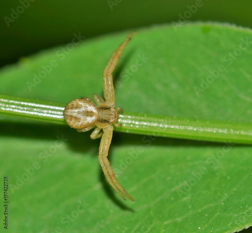 Fototapeta A tiny crab spider is out hunting for equally tiny prey along a plant stem