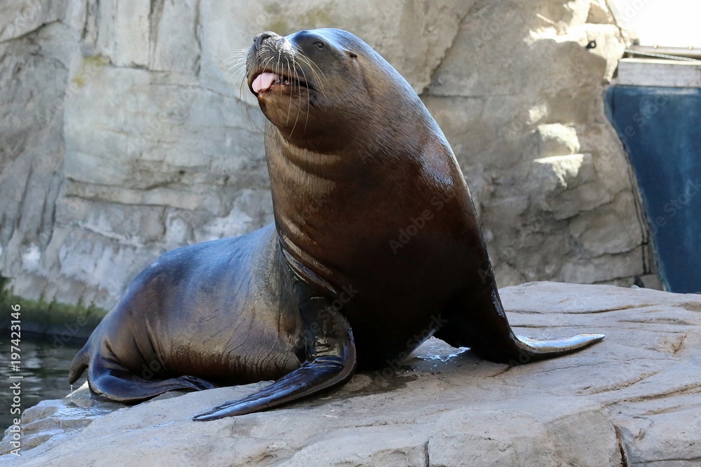 foca foca