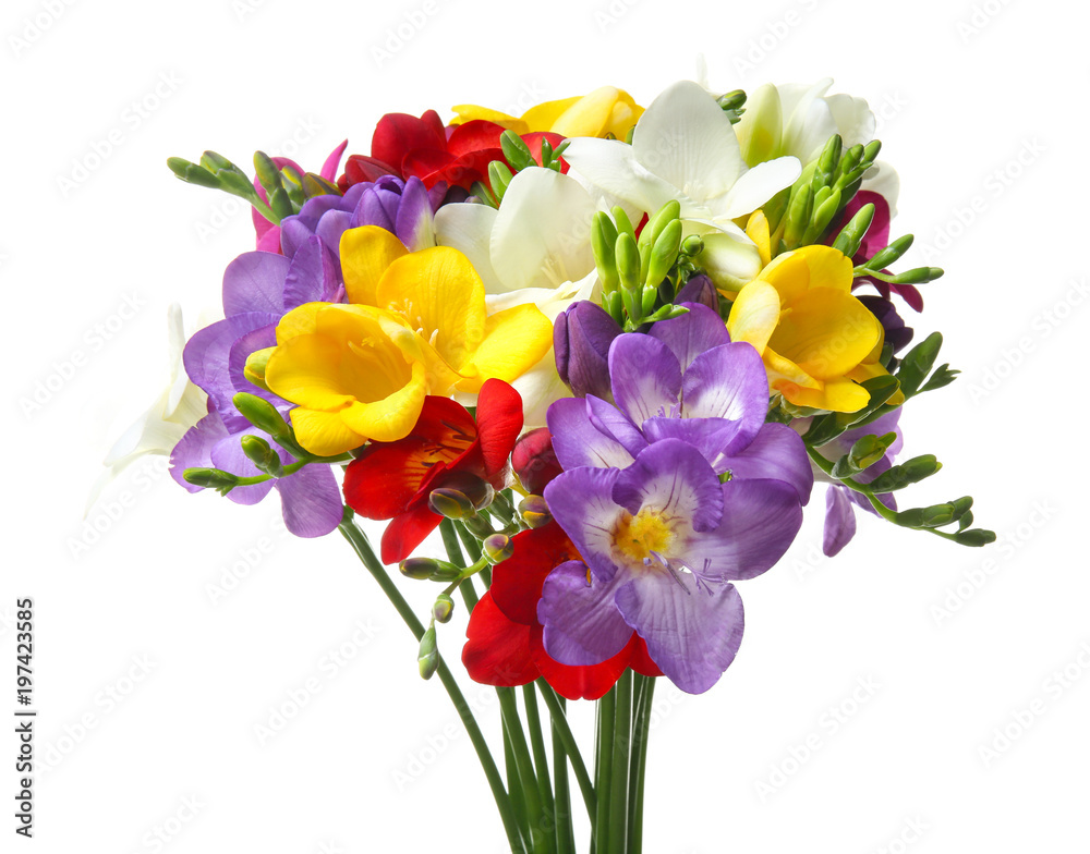 Bouquet of beautiful freesia flowers on white background
