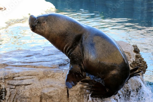 foca