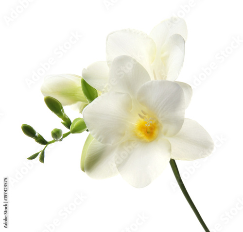 Fototapeta Naklejka Na Ścianę i Meble -  Beautiful freesia flower on white background