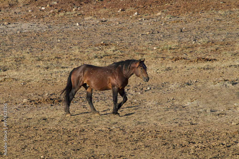 Bay Mustang Stallion Crossing the Prairie Bay Mustang Stallion Crossing the Prairie
