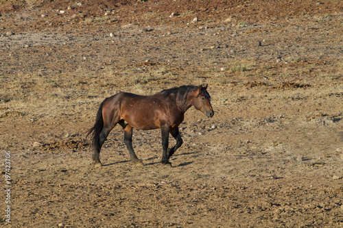 Bay Mustang Stallion Crossing the Prairie 
