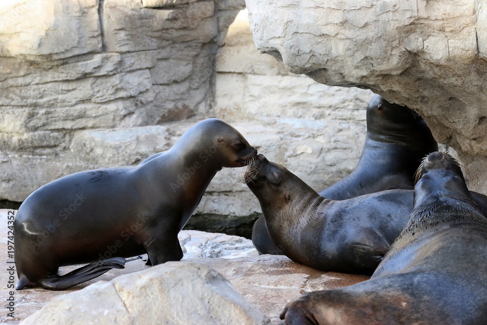 Fototapeta premium foca