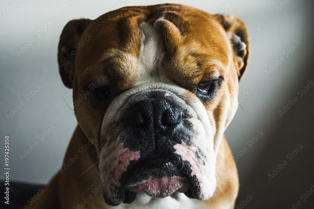 portrait of dog of the english bulldog breed