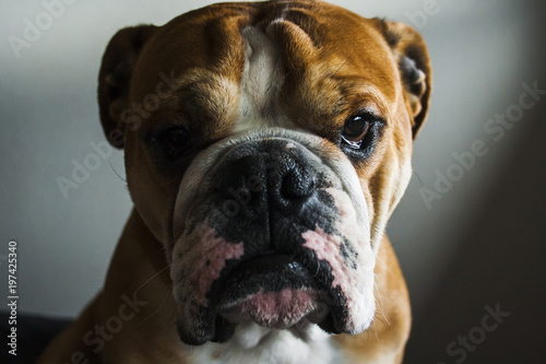 portrait of dog of the english bulldog breed