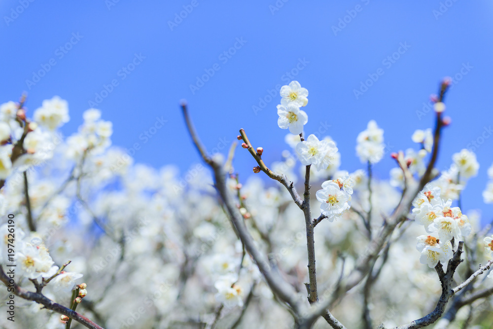 梅の花 梅の花